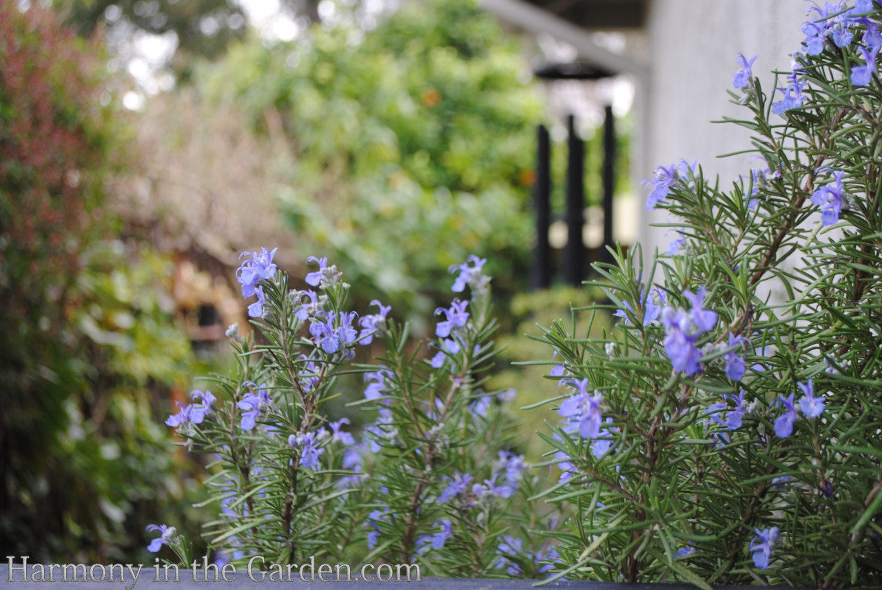 rosemary