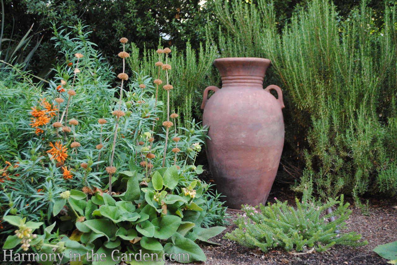 rosemary in the garden