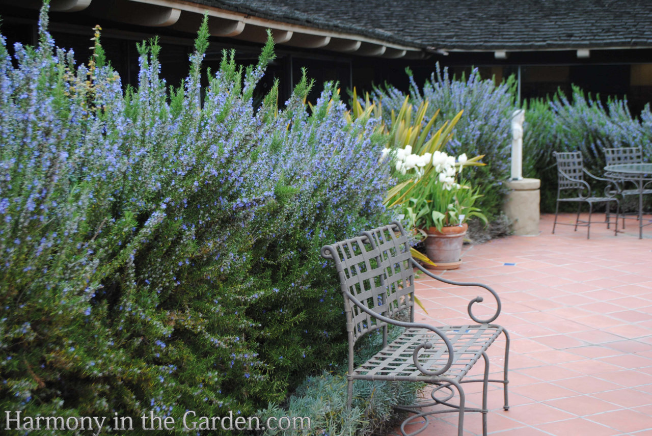 'Tuscan Blue' rosemary