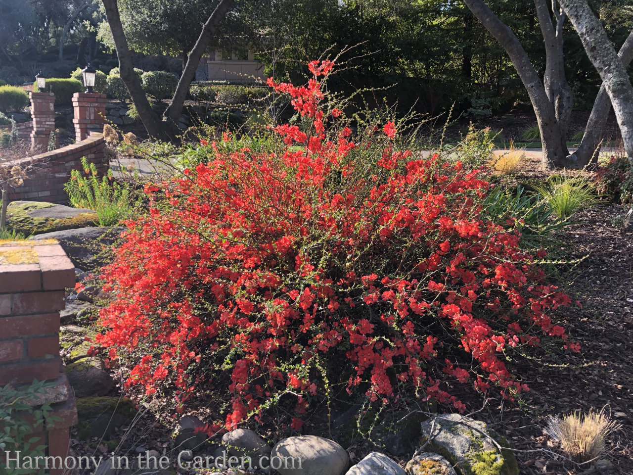 flowering quince and pipevine swallowtails