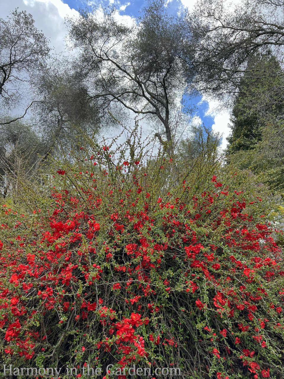 Flowering quince and pipevine swallowtails