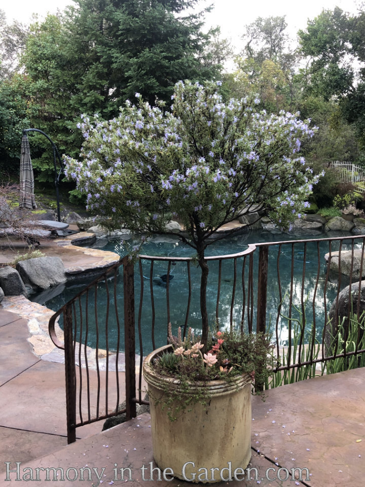 rosemary in the garden