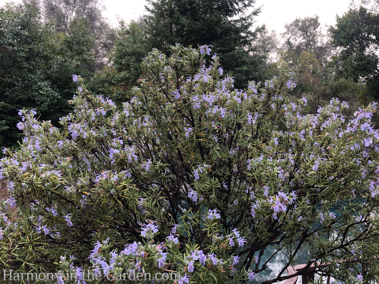 rosemary in the garden