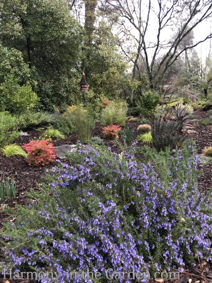 'Mozart' rosemary