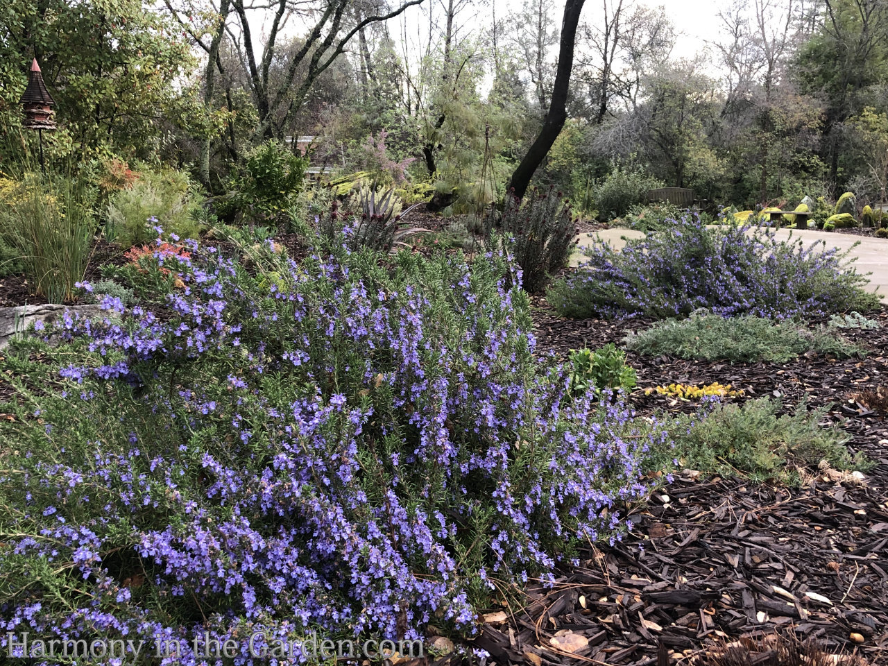 rosemary in the garden