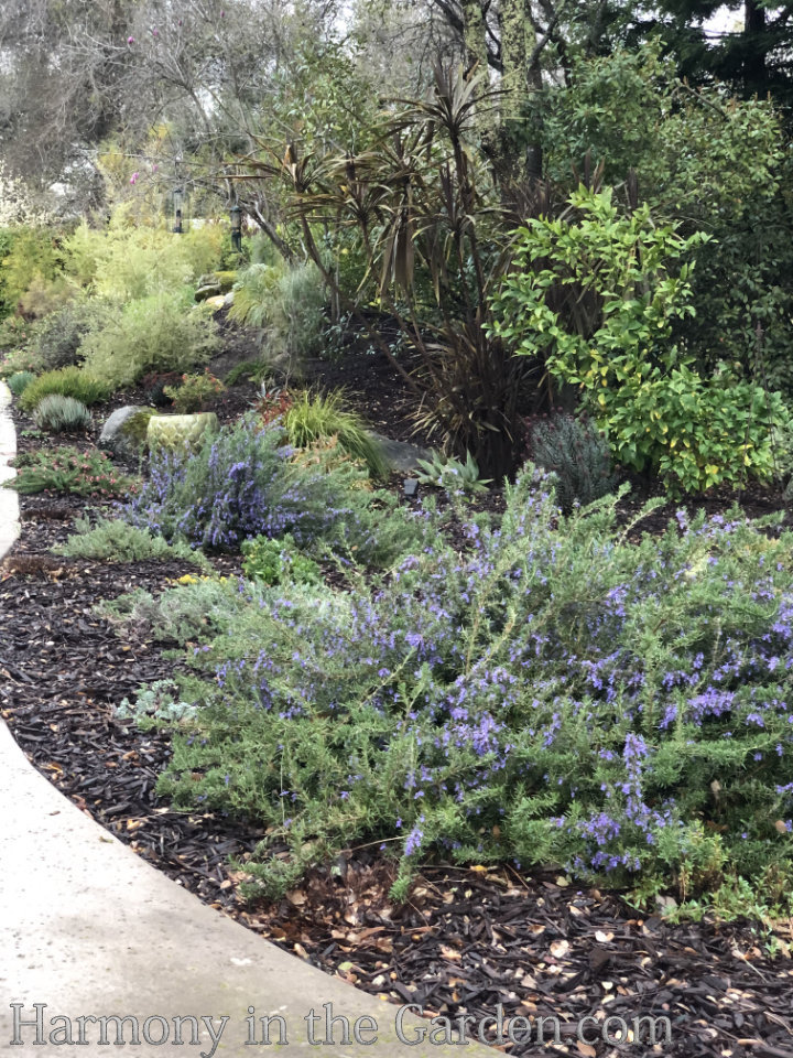 rosemary in the garden