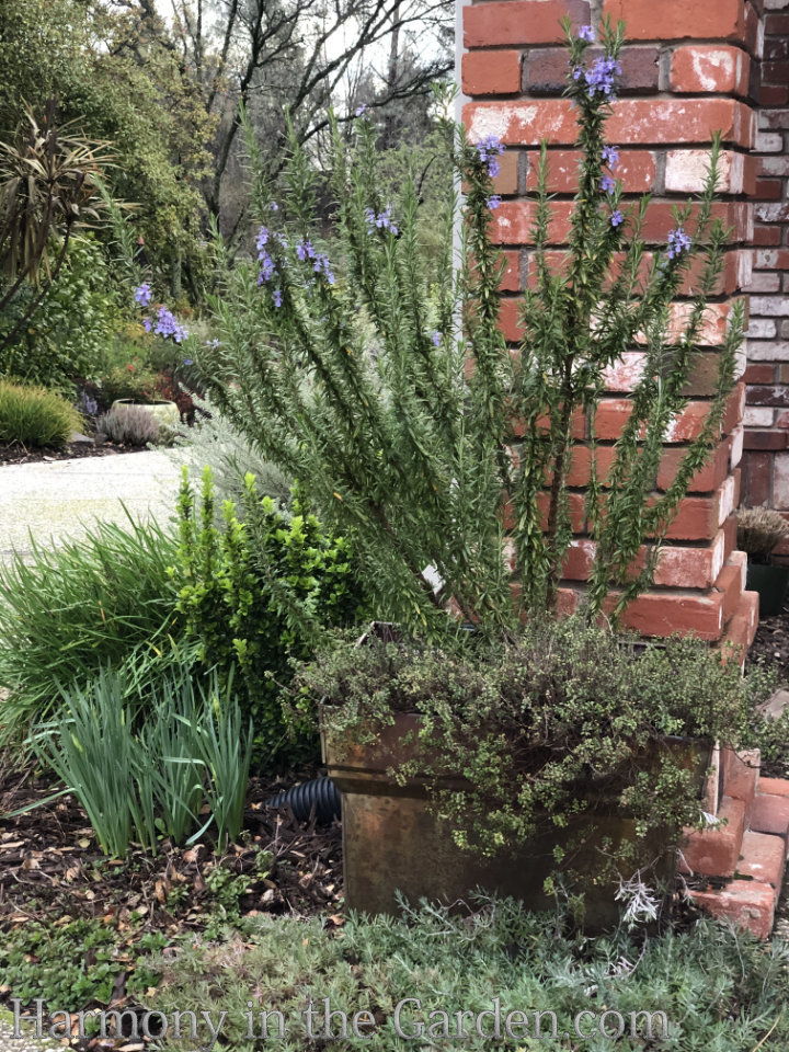 rosemary in the garden