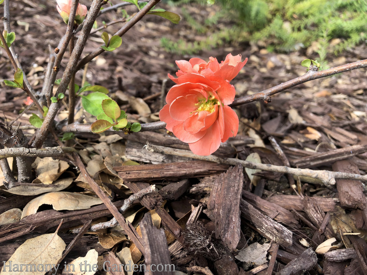 flowering quince and pipevine swallowtails