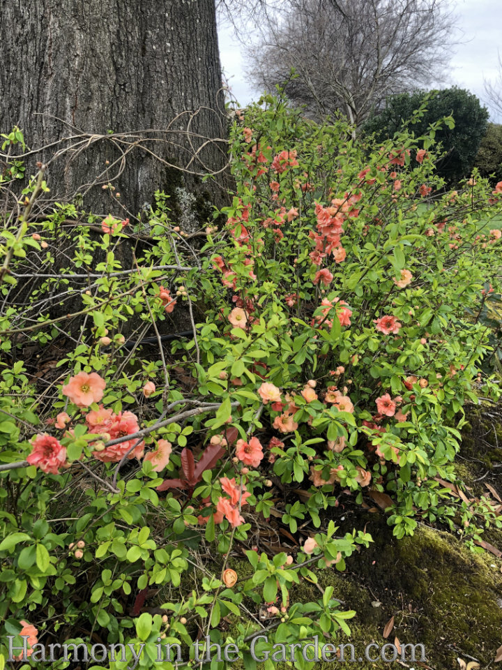 It's almost spring and there's lots happening in the garden right now, but I have to say the flowering quince and pipevine swallowtails are stealing the show! 