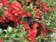 flowering quince and pipevine swallowtails