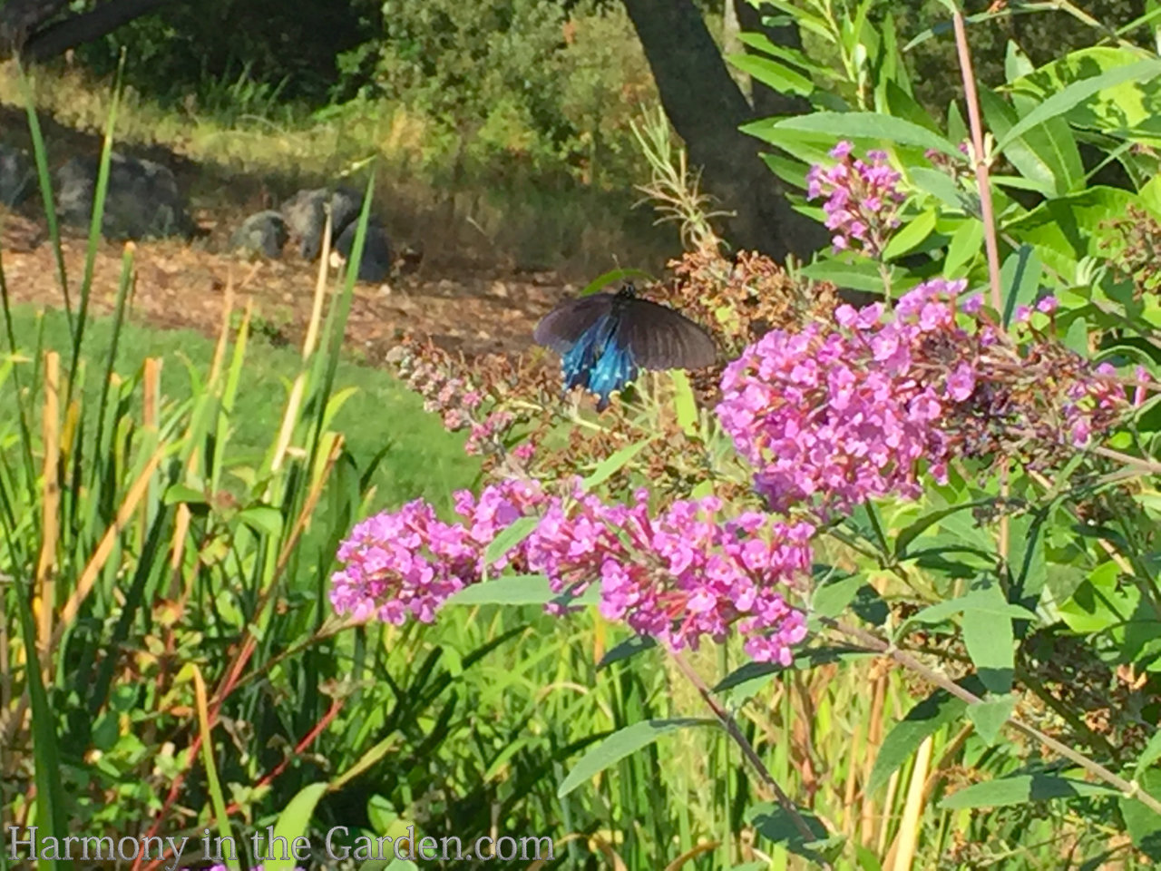 flowering quince and pipevine swallowtails