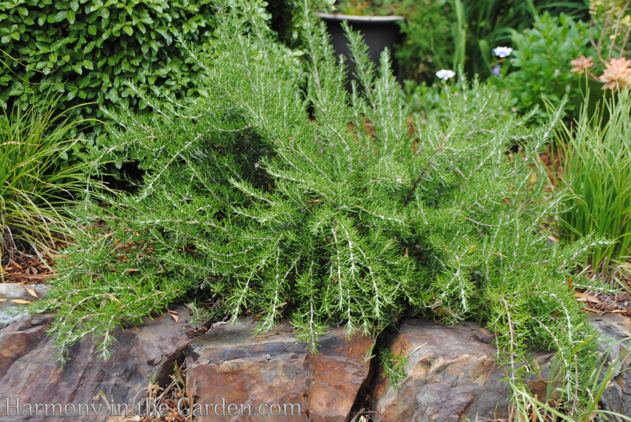 Rosemary in the Garden - Harmony in the Garden