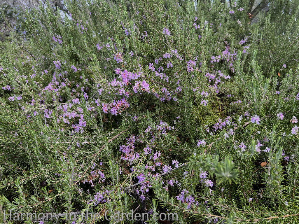rosemary