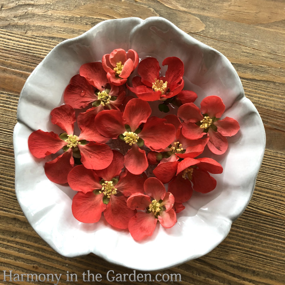 flowering quince and pipevine swallowtails