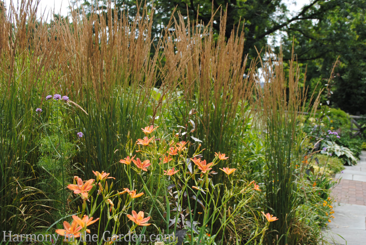 Adding height with flowering, towering plants