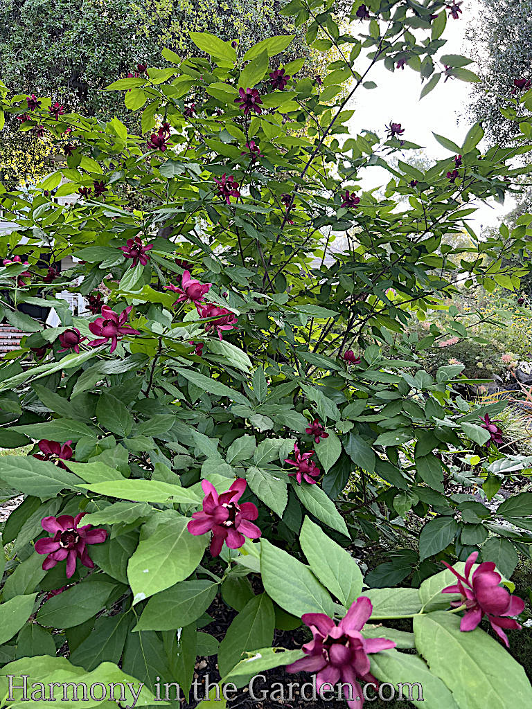 native plants