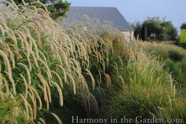 Adding Height with Flowering, Towering Plants - Harmony in the Garden