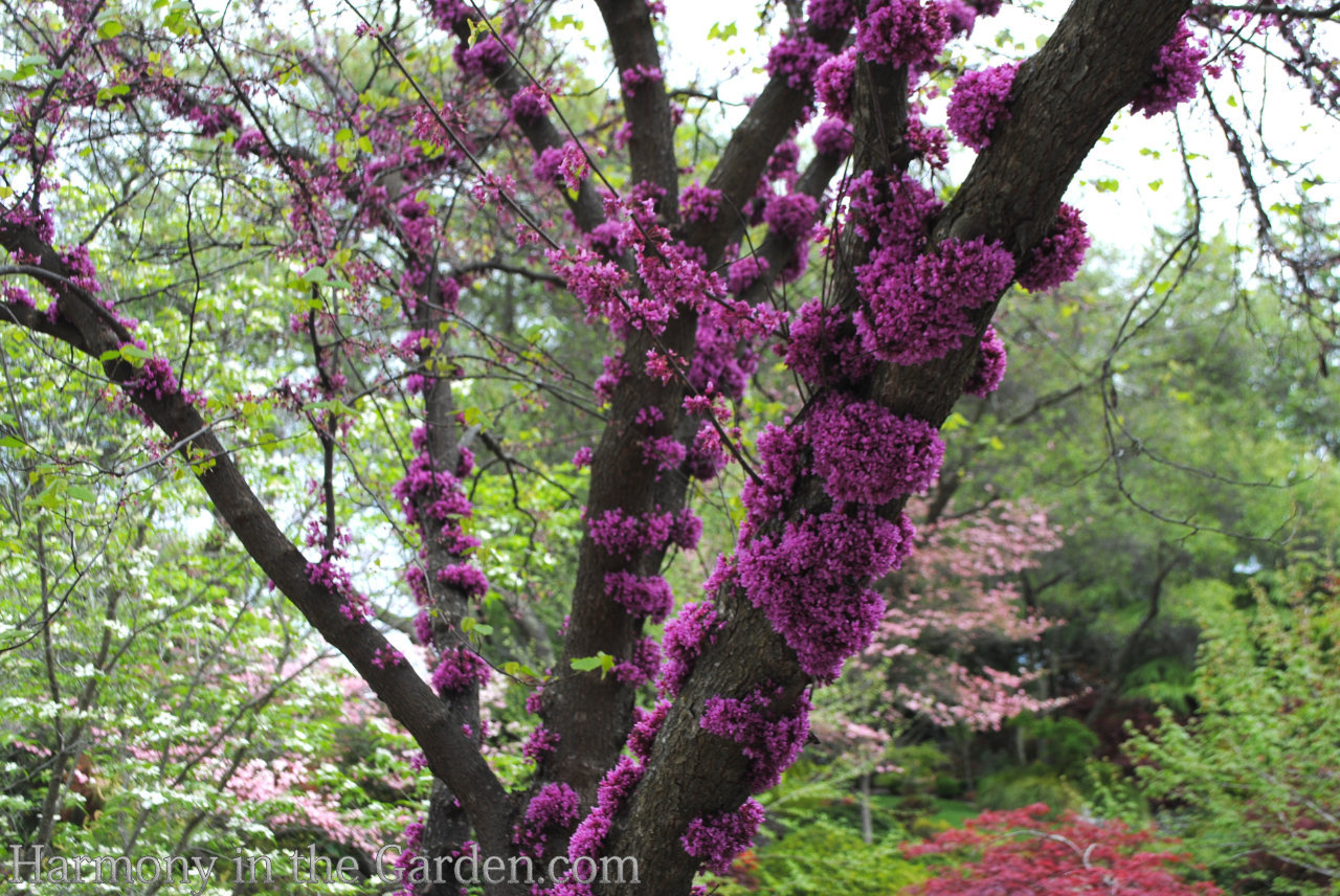 Top 30 Native Plants