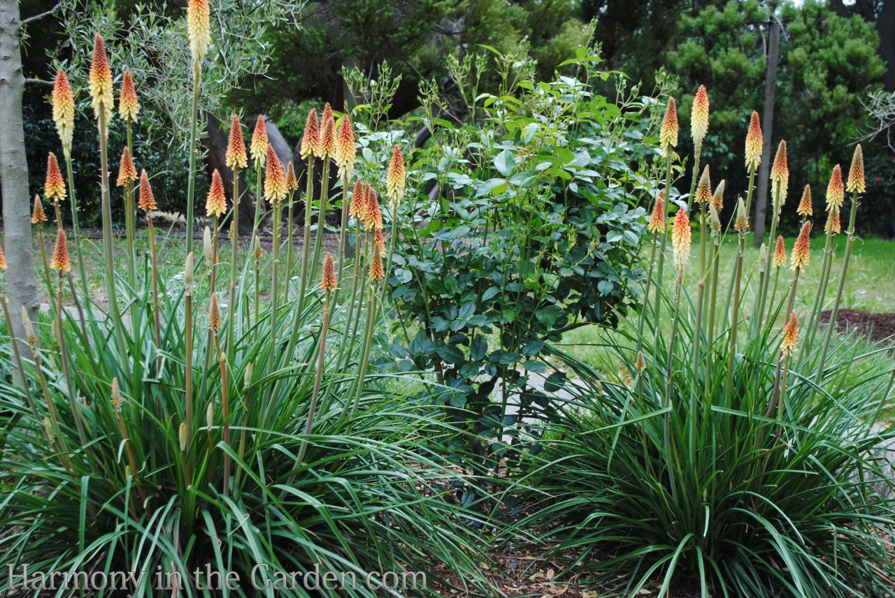 Adding height with flowering, towering plants