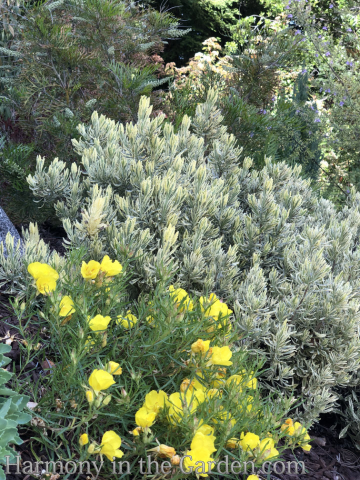 Top 30 Native Plants