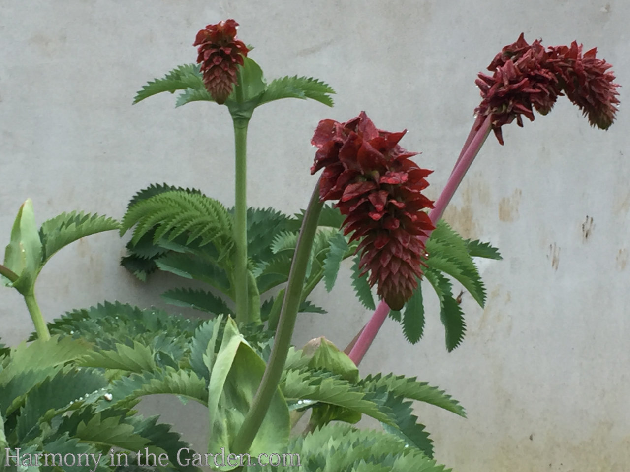 Adding height with flowering, towering plants