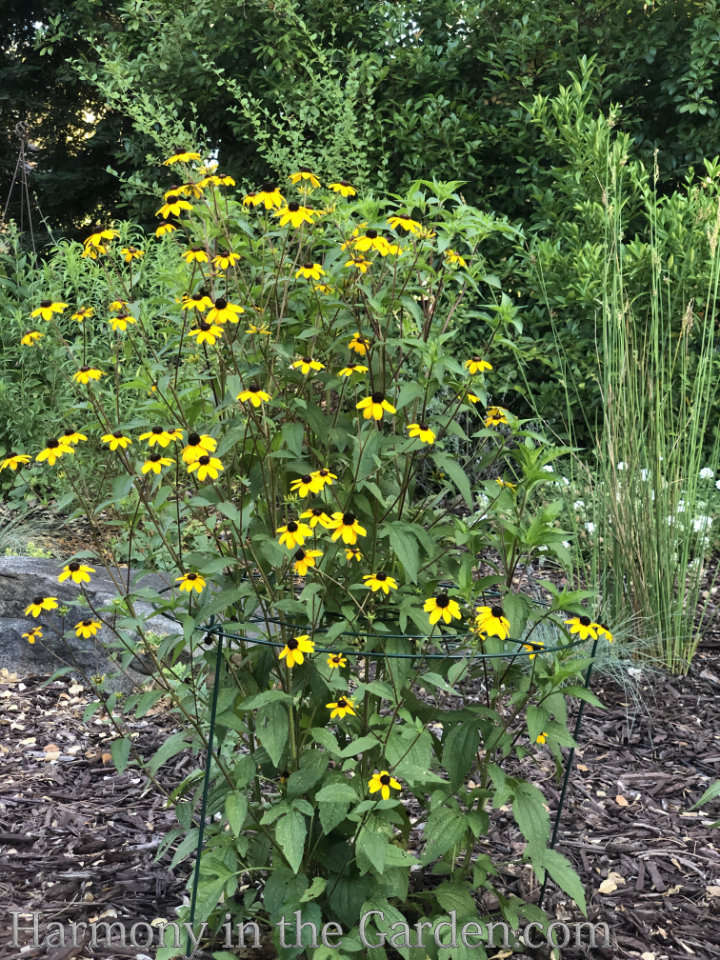 Adding height with flowering, towering plants