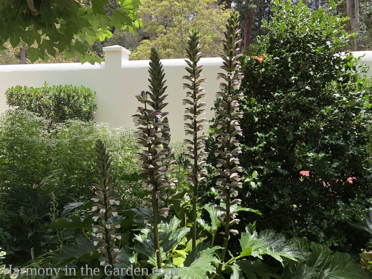 Adding height with flowering, towering plants