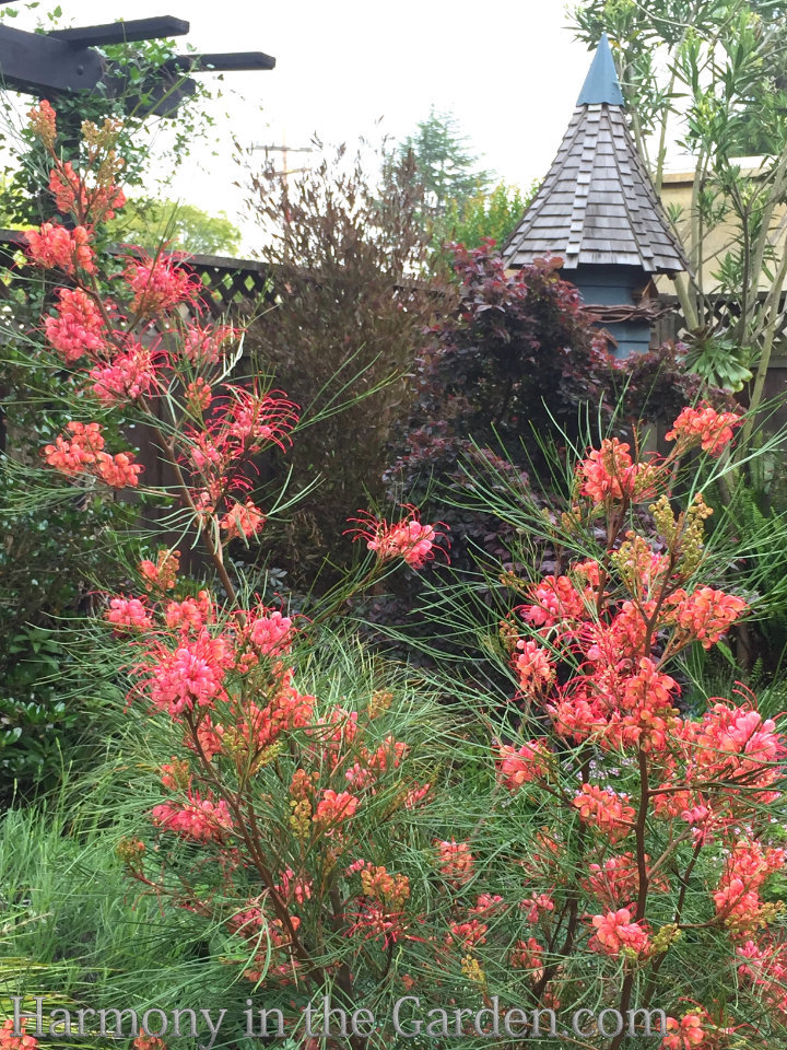 Adding height with flowering, towering plants