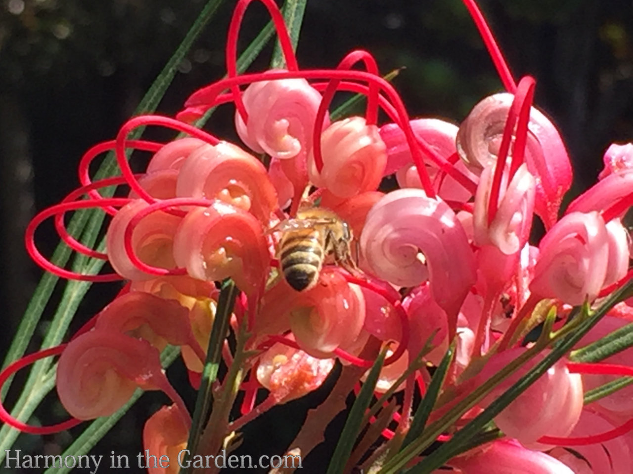 Adding height with flowering, towering plants