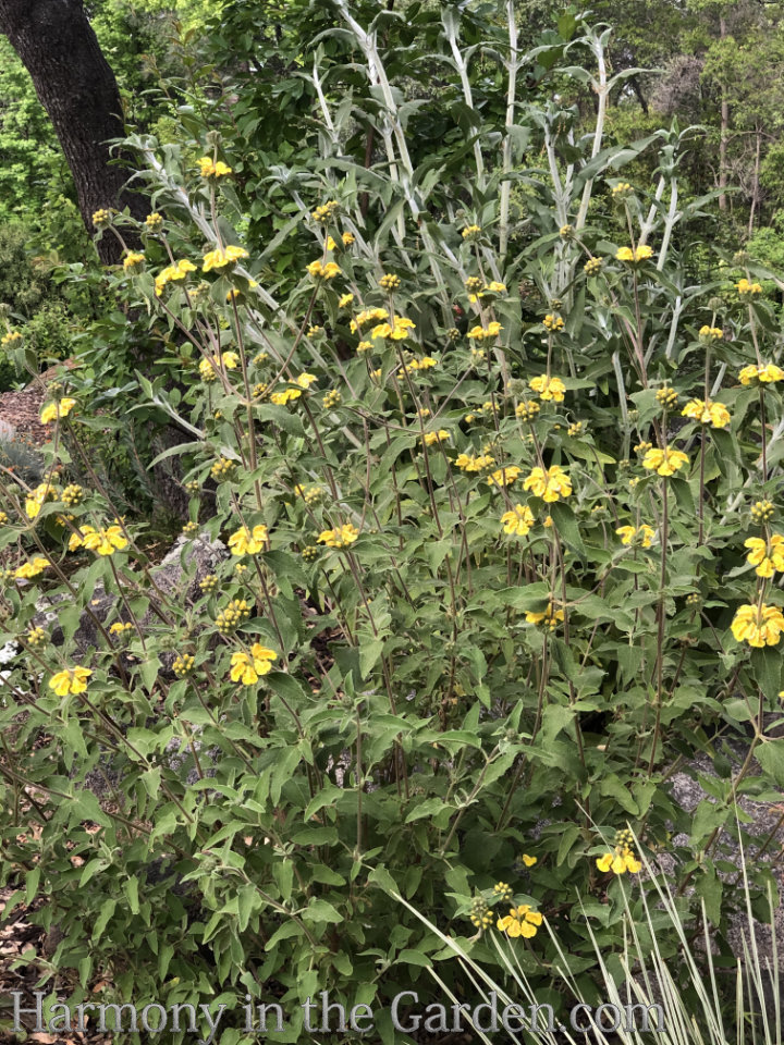 Adding height with flowering, towering plants