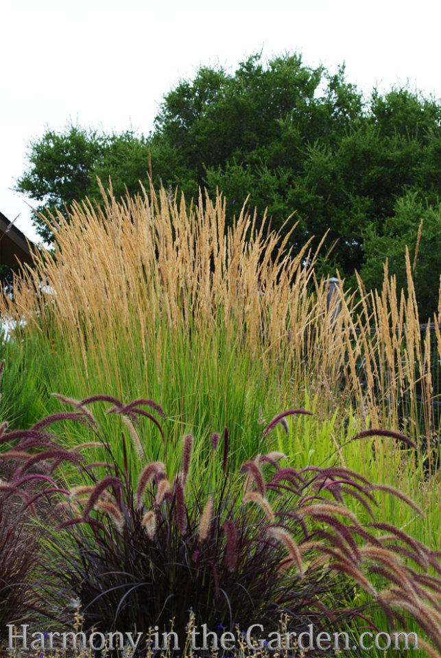 Adding height with flowering, towering plants