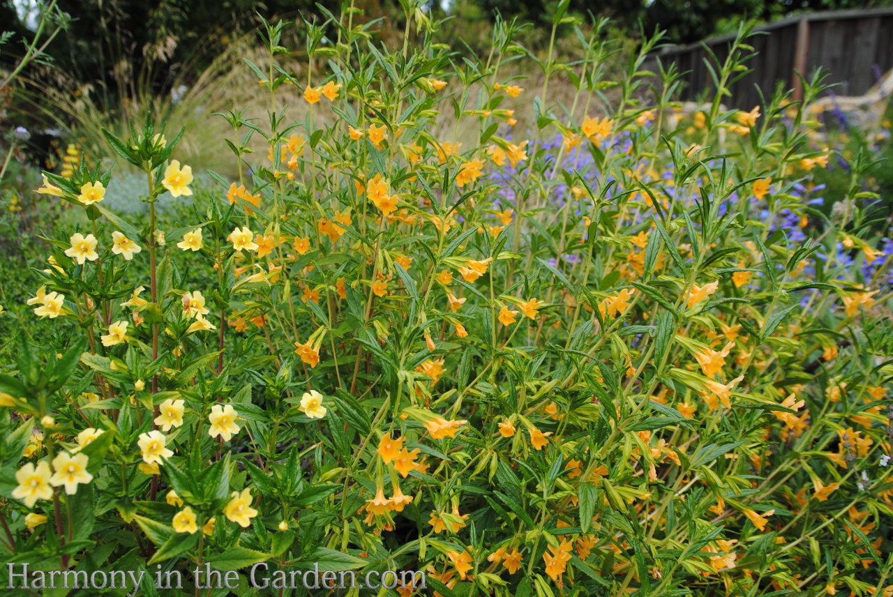 Top 30 Native Plants