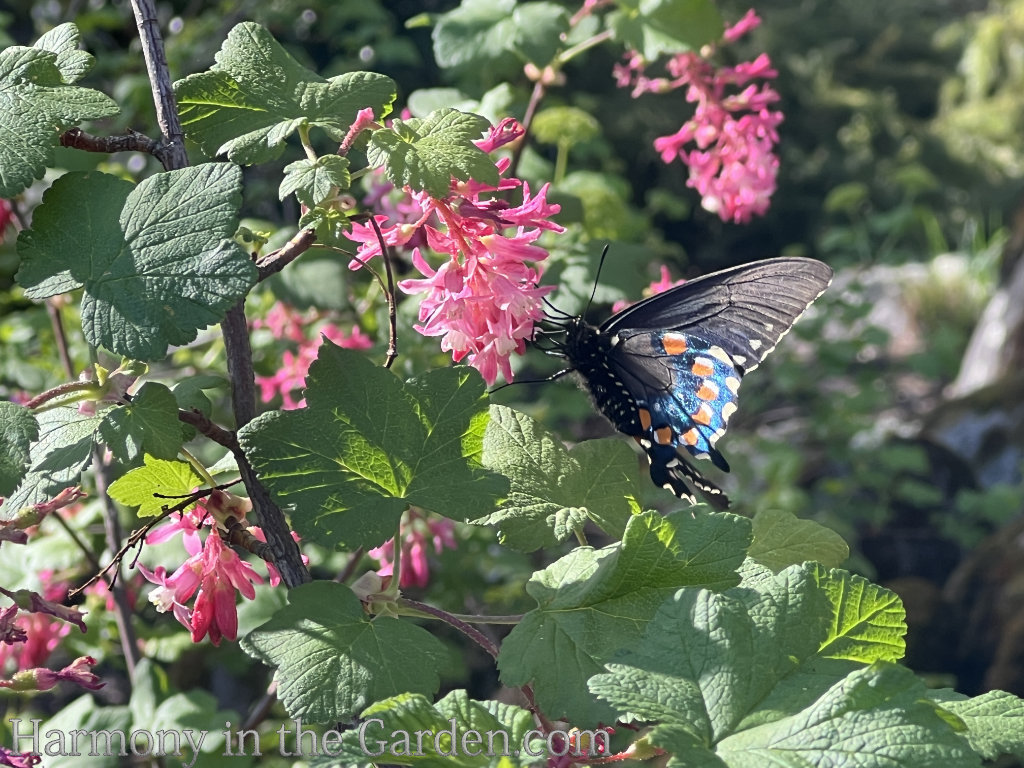 native plants