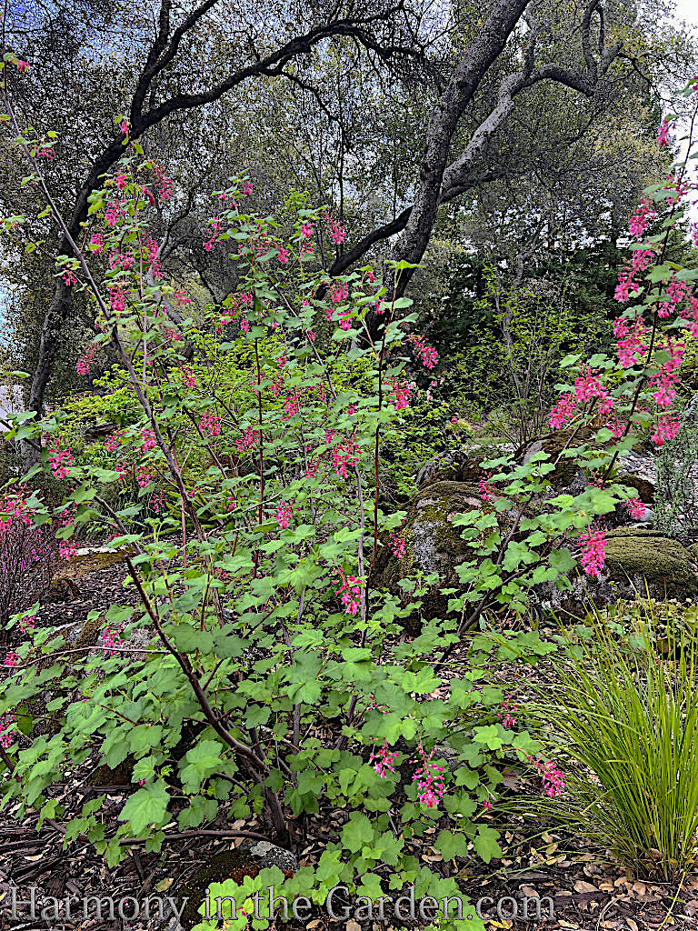 native plants