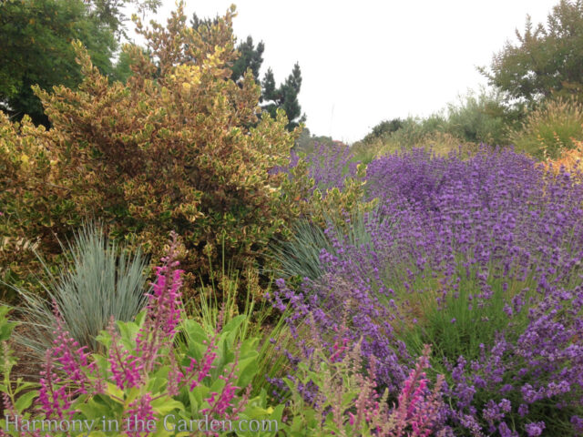 My Top 30 Native Plants for the Garden - Harmony in the Garden