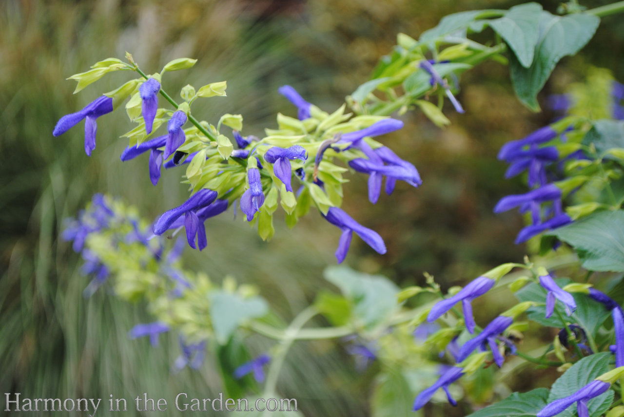 Adding height with flowering, towering plants