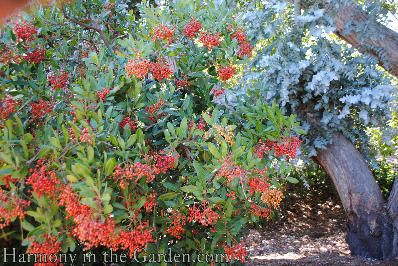 Top 30 Native Plants