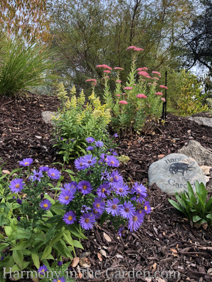 Late Summer Sizzle in the Garden