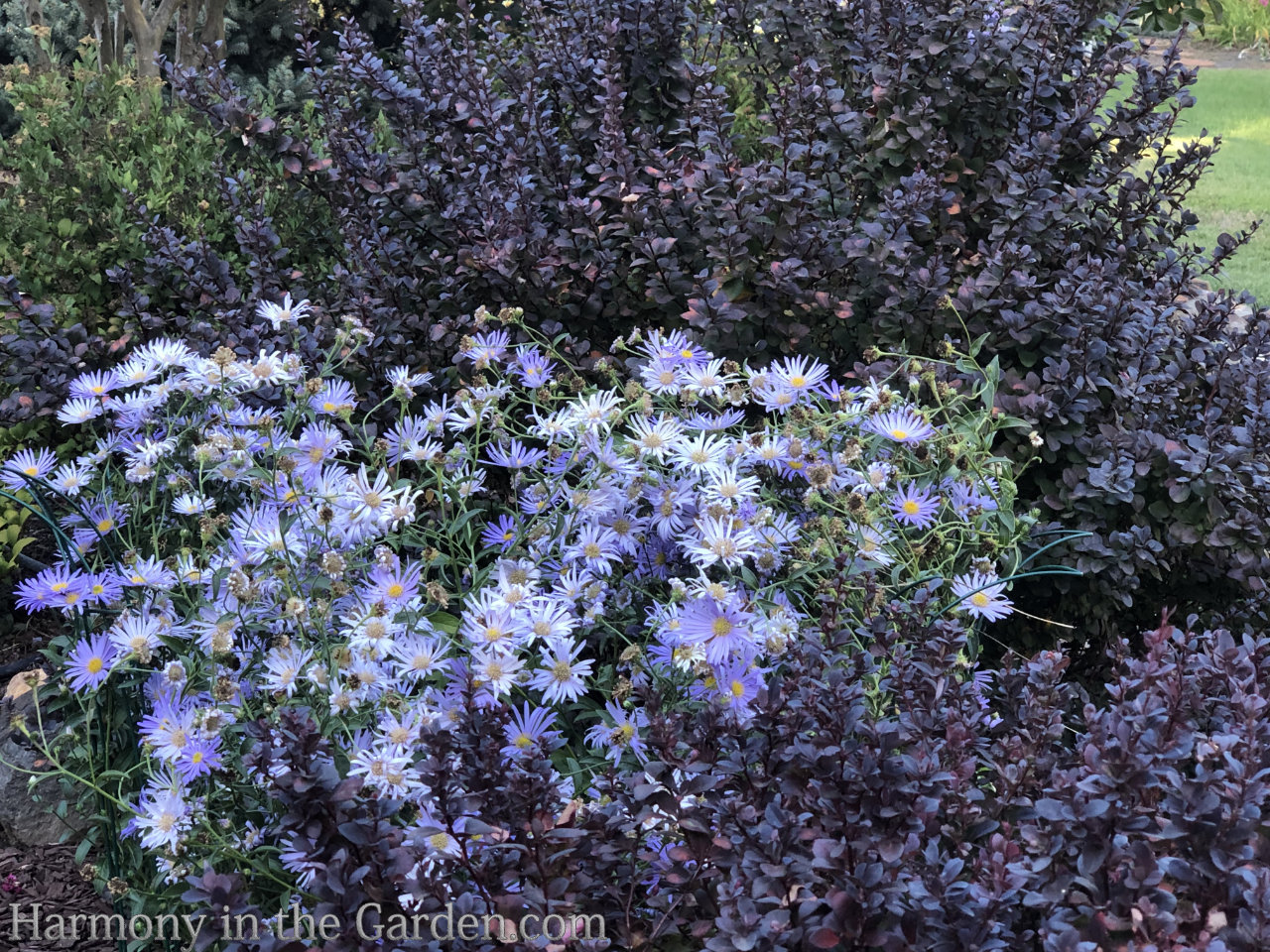 Late Summer Sizzle in the Garden