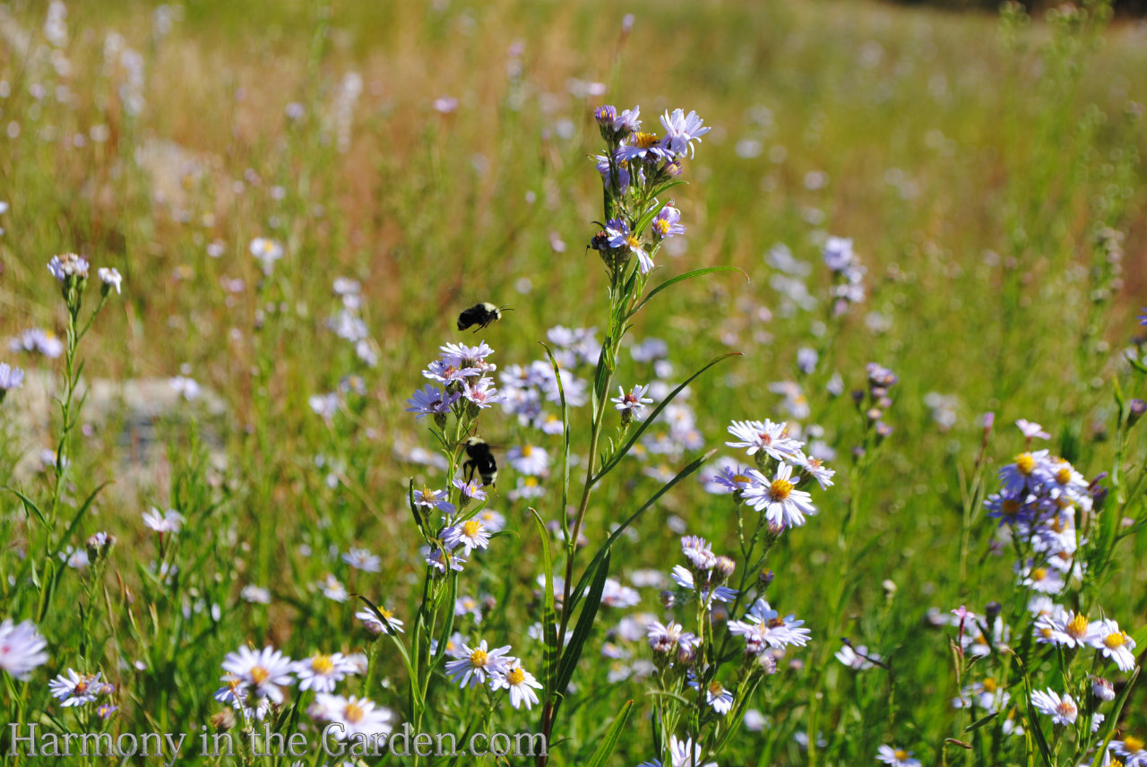 Late Summer Sizzle in the Garden