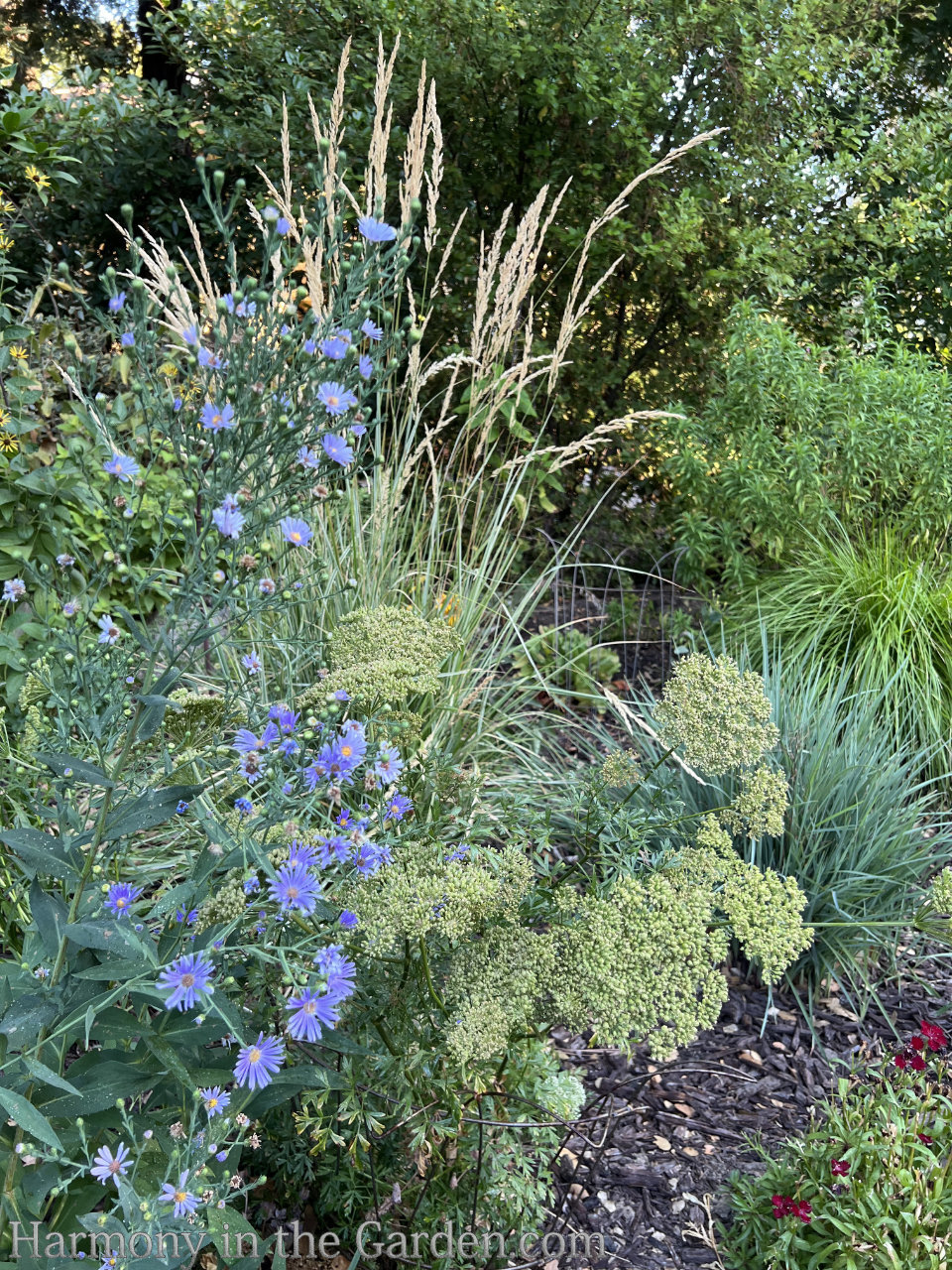 late summer garden