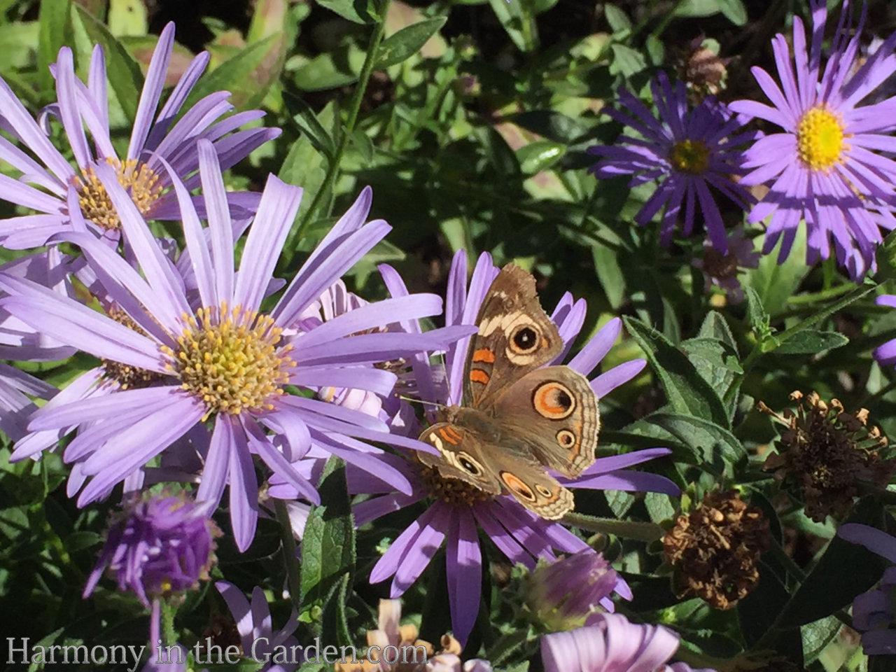 Late Summer Sizzle in the Garden