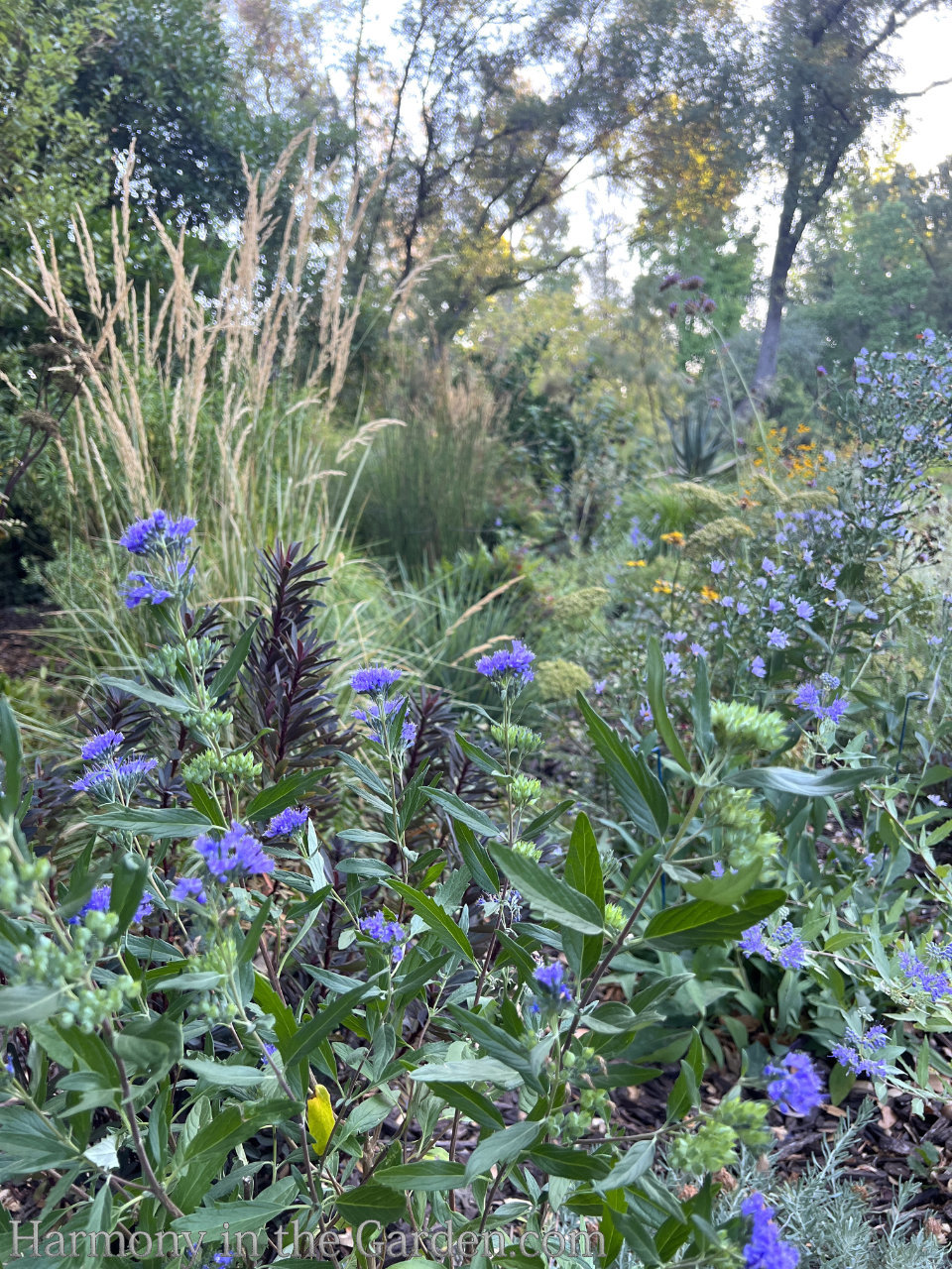 late summer garden