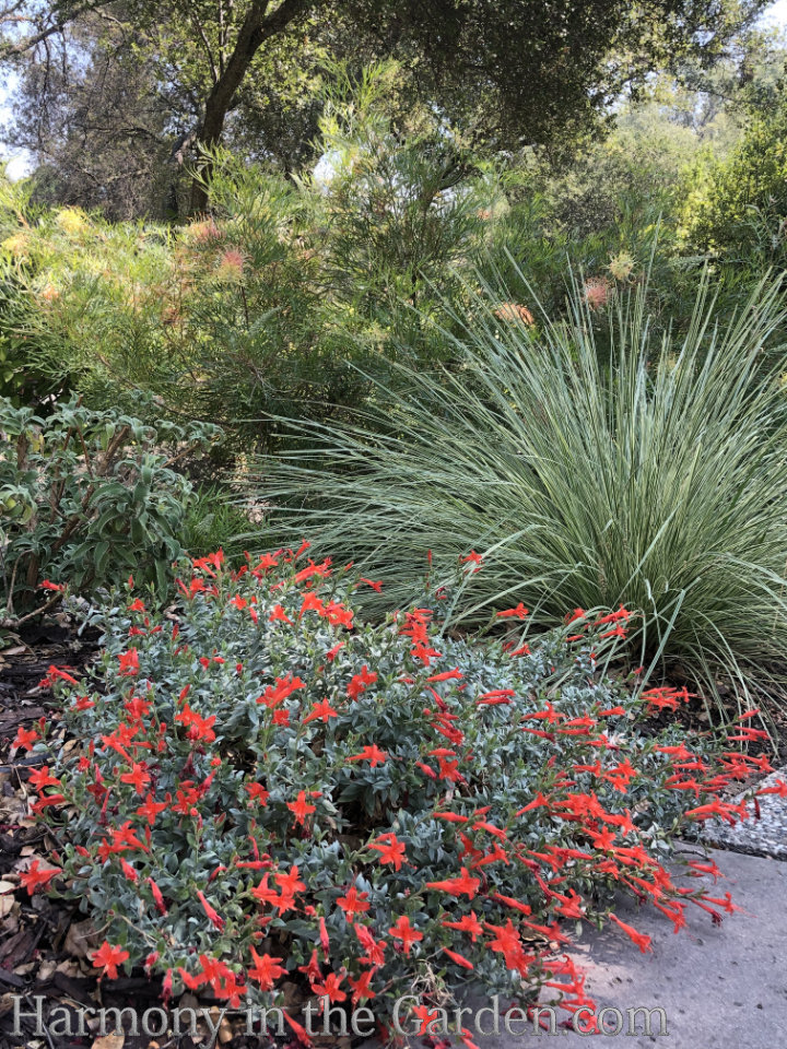 Late Summer Sizzle in the Garden