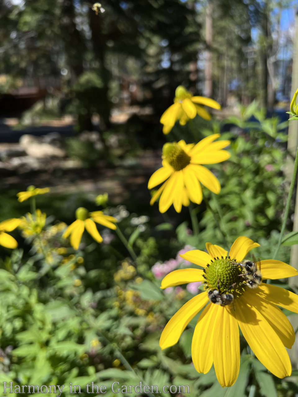 late summer garden