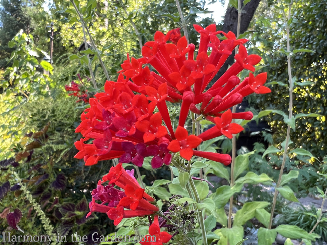 late summer in the garden