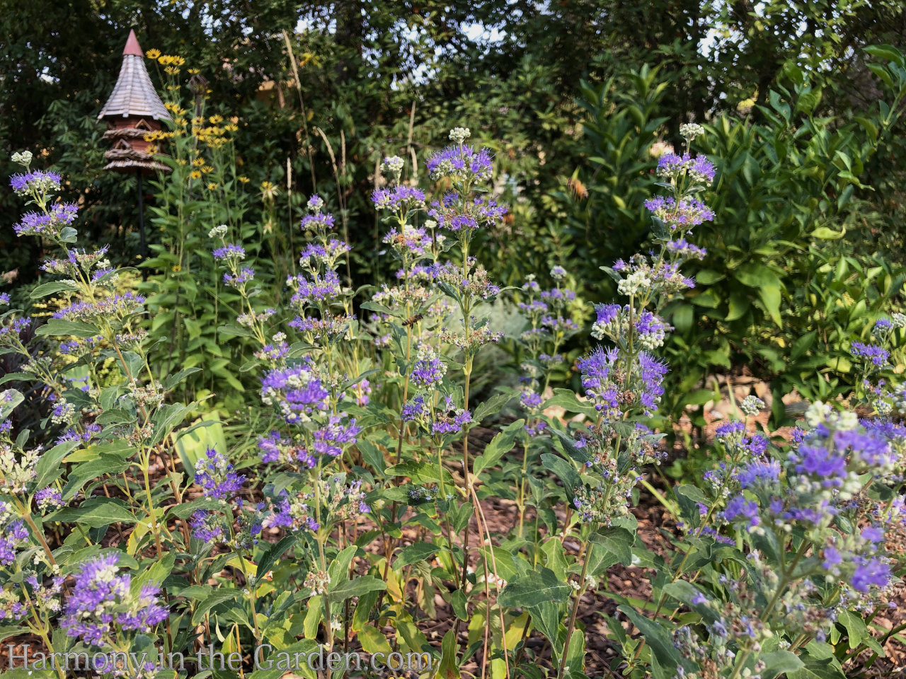 Late Summer Sizzle in the Garden