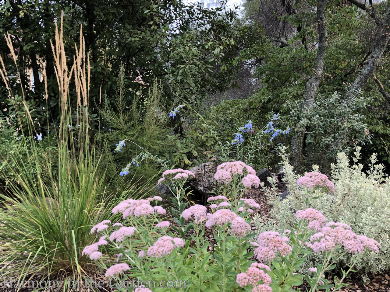 late summer garden