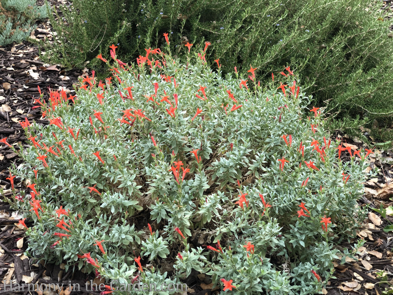 GV Gardeners: White fluff floating in late autumn air, Get Out