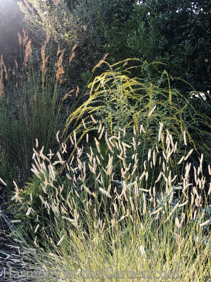 Designing with Ornamental Grasses